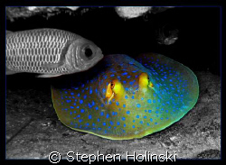 Blue Spotted Stingray diving in Thailand! Thought this lo... by Stephen Holinski 